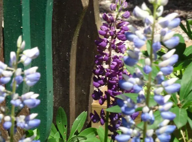 Chalet L'ecureuil Bolquere Pyrenees 2000
