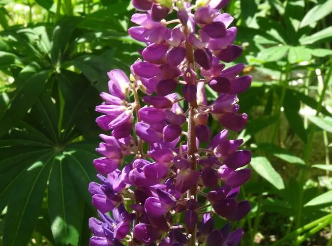 L'ecureuil * Bolquere Pyrenees 2000